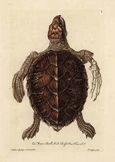 Loggerhead sea turtle, Caretta caretta Loggerhead sea turtle, Caretta caretta