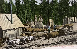 Logging scene near Auburn, California, USA Logging scene near Auburn, California, USA