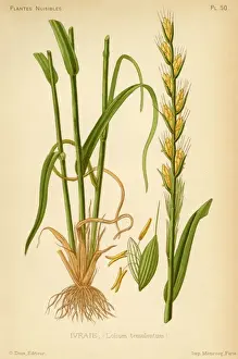 19th Century Botanical Prints: Lolium Tenulentum