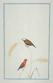 Lonchura maja, white-headed munia, Amandava amandava, red av Lonchura maja, white-headed munia, Amandava amandava, red av