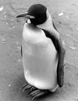 Lonely Penguin Print, 1960s