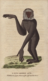 Long-armed ape or gibbon, Hylobates species Long-armed ape or gibbon, Hylobates species