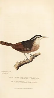 Long-billed wren, Cantorchilus longirostris Long-billed wren, Cantorchilus longirostris