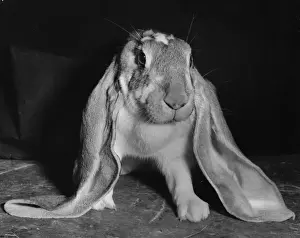 Retro Animal Pictures Prints: Long-eared rabbit