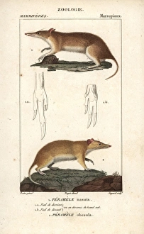 Long-nosed bandicoot, Perameles nasuta Long-nosed bandicoot, Perameles nasuta