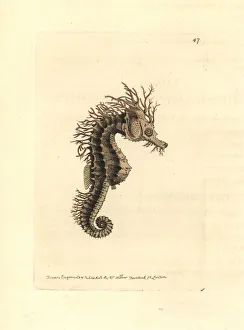 Long-snouted seahorse, Hippocampus guttulatus Long-snouted seahorse, Hippocampus guttulatus