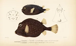 Long-spine porcupinefish and smooth trunkfish Long-spine porcupinefish and smooth trunkfish