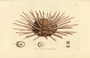 Long-spine slate pen sea urchin, Cidaris cidaris Long-spine slate pen sea urchin, Cidaris cidaris