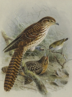 Long-tailed Cuckoo and Grey Warbler Long-tailed Cuckoo and Grey Warbler