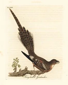 Long-tailed nightjar, Caprimulgus climacurus Long-tailed nightjar, Caprimulgus climacurus