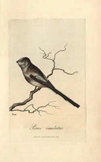 Long-tailed titmouse, Parus caudatus, Long-tailed Long-tailed titmouse, Parus caudatus, Long-tailed