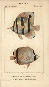 Longnose butterflyfish, Forcipiger longirostris Longnose butterflyfish, Forcipiger longirostris