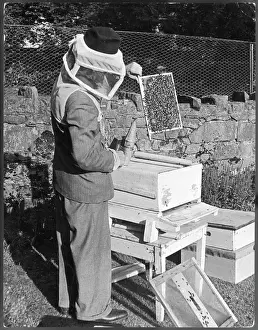 Looking for Queen Bee