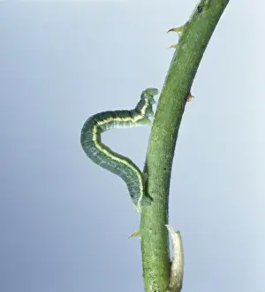 Geometer Moth Larva Prints: Looper caterpillar