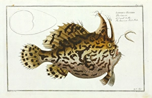 Lophius histrio or The American toad-fish Lophius histrio or The American toad-fish