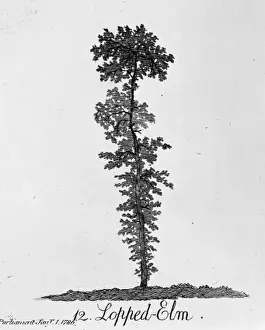 Dicotyledonous Angiosperms Prints: Lopped Elm