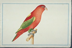 Lorius garrulus flavopalliatus, chattering lory Lorius garrulus flavopalliatus, chattering lory