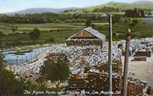 Los Angeles Pigeon Farm, Elysian Park, California Los Angeles Pigeon Farm, Elysian Park, California