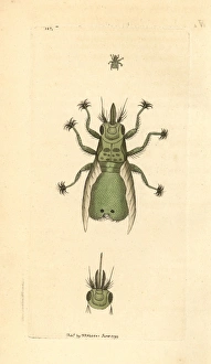 Lousefly, Craeterina hirundinis, a parasite of the swallow Lousefly, Craeterina hirundinis, a parasite of the swallow