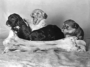 Four Lowchen puppies with a large bone Print, 1962