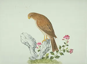 LS Plate 2 from the John Reeves Collection LS Plate 2 from the John Reeves Collection