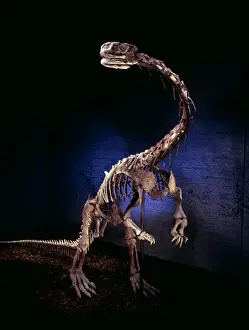 Plant Eating Dinosaurs Prints: Lufengosaurus