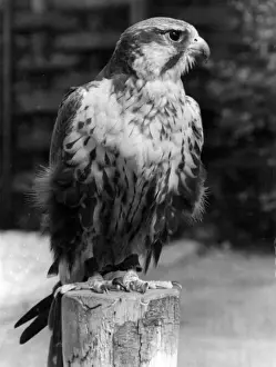 Falcon Bird Of Prey Prints: Lugger Falcon