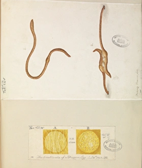 Lumbricus lumbricus, Earth worms copulating Lumbricus lumbricus, Earth worms copulating
