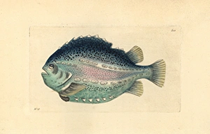 Lumpfish or lumpsucker, Cyclopterus lumpus Lumpfish or lumpsucker, Cyclopterus lumpus