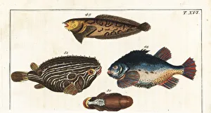 Lumpfish, sea snail, and Atlantic spiny lumpsucker Lumpfish, sea snail, and Atlantic spiny lumpsucker