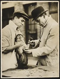 Animal Health Checkup Prints: Lung Test / Monkey