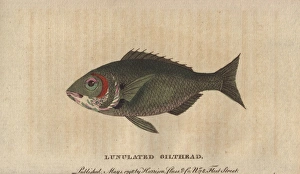 Lunulated gilthead or gilt-head sea bream, Sparus aurata Lunulated gilthead or gilt-head sea bream, Sparus aurata