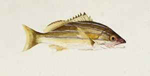 Lutjanus kasmira, bluestripe seaperch Lutjanus kasmira, bluestripe seaperch