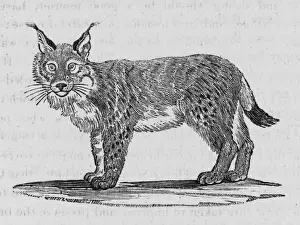 Feline Wildlife Art Prints: Lynx (Bewick)