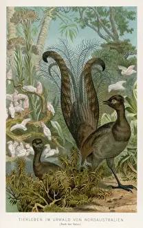 Australian Birds Prints: LYREBIRD