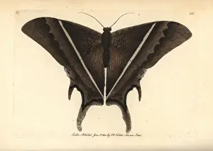 Frederick Nodders Artwork Prints: Lyssa patroclus moth