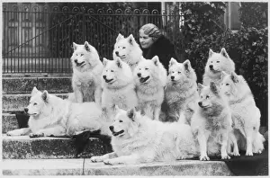 Classic Pet Photography Prints: M Keyte Perry and Samoyeds