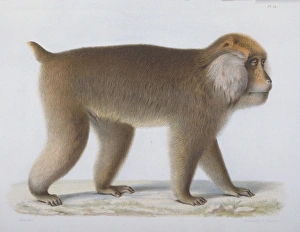Macaca thibetana, Pcre Davids macaque Macaca thibetana, Pcre Davids macaque