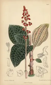 Curtis Botanical Magazine Prints: Macodes javanica, native of Java, Indonesia