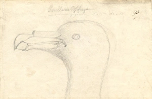 Macronectes giganteus, southern giant petrel Macronectes giganteus, southern giant petrel