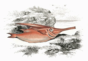 Macroramphosus scolopax, or Longspine Snipefish Macroramphosus scolopax, or Longspine Snipefish