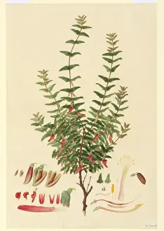 Australian Botanical Drawings Prints: Macrotropis formosa