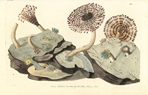 Magnificent feather duster worm, Sabellastarte magnifica Magnificent feather duster worm, Sabellastarte magnifica
