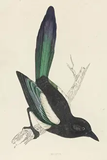 Prints of (Pica pica, or Pica Rustica) William Morris Prints: Print of a Magpie (Pica pica) by William Morris
