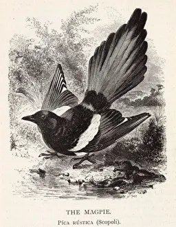 The magpie (pica rustica), a member of the crow family. Date: 1899 The magpie (pica rustica), a member of the crow family. Date: 1899