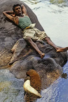 Mahout bathes an elephant, Sri Lanka - 1 Mahout bathes an elephant, Sri Lanka - 1