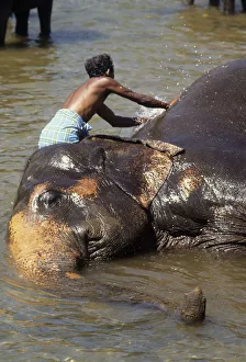 Mahout bathes an elephant, Sri Lanka - 2 Mahout bathes an elephant, Sri Lanka - 2