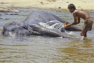 Mahout bathes an elephant, Sri Lanka - 3 Mahout bathes an elephant, Sri Lanka - 3