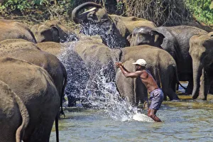 Mahout bathes an elephant, Sri Lanka - 4 Mahout bathes an elephant, Sri Lanka - 4