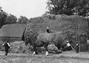 Historical Farming Practices UK Prints: Making a Large Haystack